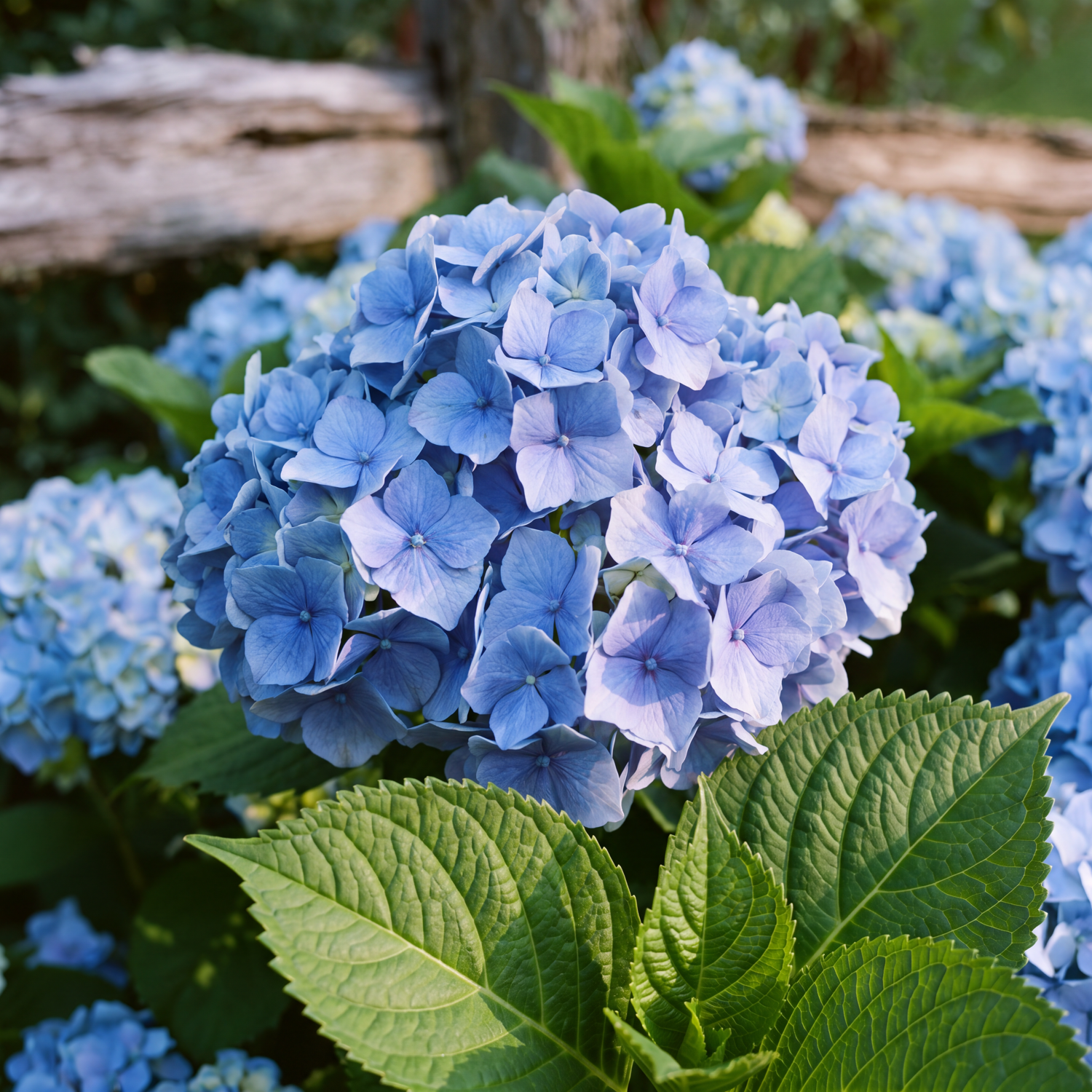 Hortensia 'Nikko Blue'
